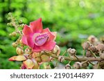 Small photo of Close up Cannonball tree flowers, sala tree, shorea robusta with natural background in Thailand.