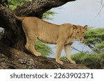 Lioness in observation before the hunt