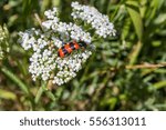 A Red Bug On A Yarrow