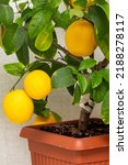 Ripe Yellow Orange Lemon Fruits ...