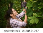 Small photo of Side view of beautiful dark haired multi-ethnic woman, female vine grower, vintner, viticulturist, inspecting and harvesting organic purple grapes in a vineyard. Agribusiness. Viticulture. Eco farming