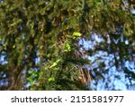 Conifer Blooming. Tree Branch...