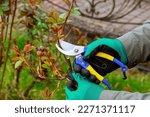 Pruning a rose in spring. The gardener gives the rose bush the correct shape.
