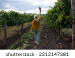 back view of a  beautiful middle aged woman looks at the expanses with a beatiful view of vineyards and mountain, senior dressed boho style and walks around a fiels with a vine