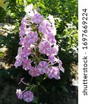 Small photo of Phlox Natascha with unusual coloring of inflorescences. White flowers with a lilac-crimson stripe in the center of the petal. On a Sunny summer day in the garden in the scattered shade of other plants