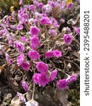 Small photo of Blooming pink Liverwort or Hepatica on a flower bed with yellow Crocuses.The first spring flowers. Floral wallpaper.
