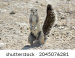 Cape Ground Squirrel Or South...