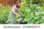 Small photo of Watering vegetable garden. A woman gardener in an apron and gloves waters the beds with organic vegetables. Caring for cucumber plants in the home vegetable garden.