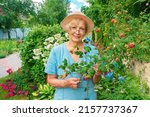 Cheerful senior lady in glasses and a hat stands in the garden among the flowers and holds a raspberry branch. Cover portrait for landscape design and gardening magazine. Woman gardener and her hobby.
