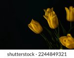 Beautiful spring bouquet of yellow tulips on a dark background, festive bouquet for birthday or holiday