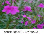 Catharanthus Roseus  Known As...