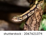 Small photo of Royal python snake. Reptile and reptiles. Amphibian and Amphibians. Tropical fauna. Wildlife and zoology. Nature and animal photography.