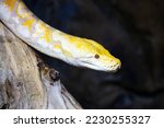 Burmese python snake. Reptile and reptiles. Amphibian and Amphibians. Tropical fauna. Wildlife and zoology. Nature and animal photography.