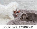 Small photo of two dogs bicker over a toy