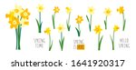 Vector Set Of Yellow Daffodils...