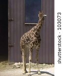 Small photo of Giraffe at the Soutwick Zoo in Mendon, Massachusetts.