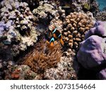 Small photo of Amphiprion bicinctus, meaning both sawlike with two stripes commonly known as the Red Sea or two-banded anemonefish is a marine fish belonging to the family Pomacentridae, the clownfishes damselfish