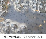 Small photo of Spawn of European Common Brown Frog Rana Temporaria with Embryos Alamy A frog spawn in the waters. Eggs in a clump about to hatch into tadpoles