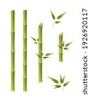 Green Bamboo Branches And...