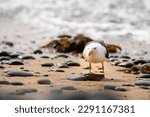 A Seagull Eating Paua From A...
