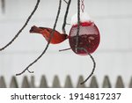 Male Red Northern Cardinal Bird ...