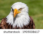 Bald Eagle In Portrait. Birds...