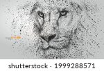 The Close Up Of Lion's Face Is...