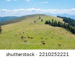 Vast alpine pasture with many grazing cows, hills covered with green grass and blue sky in the background, Nock Mountains, Gurktal Alps, Austria.