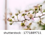 Branch With Pastel Pink Flowers ...