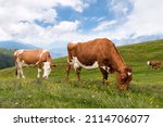 two cows on the meadow in a beautiful mountain landscape