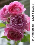 Small photo of Pink rose Jasmina