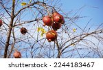 Dried Pomegranate On Branches...