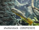 Small photo of Beautiful goldring puffer fish (Tetraodon mbu).