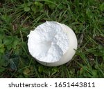 Giant Puffball With Feeding...