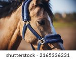 Small photo of Portrait of a domestic horse of a dun color with a blue soft halter on its muzzle, which grazes in a field, illuminated by sunlight. Farm.