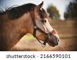Small photo of Portrait of a beautiful horse with a red halter on its muzzle, which stands in a field on a farm. Livestock.