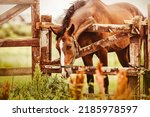 Small photo of A beautiful bay horse with a halter on its muzzle leaned over the wooden gate of the paddock to eat green grass on the farm in the summer. Agricultural industry. Livestock.