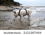 English Bull Terrier Par Beach...