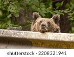 Brown bear on Transfagarasan Road in Romania.