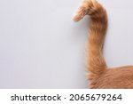The tip of the tail of a red cat. The tail is a ringlet. copy space