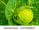 Small photo of Young head of white cabbage eaten by pests, close-up. Holes in the leaves of cabbage growing in the home garden. Spoiled harvest of homemade vegetables