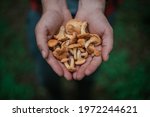 Seasonal picking of edible mushrooms in the forest. Male hands hold a handful of cut chanterelles. Mushroom picker collects mushrooms in a basket