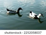 Two Black And White Ducks...
