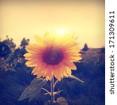 Vintage Photo Of Sunflower In...
