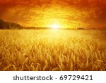Golden sunset over wheat field.