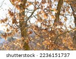 Maple tree with brown maple seed on sunny day. Sunny autumn landscape with bare maple tree covered with maple seeds.