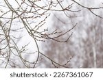 Nature background with tree branches covered with grey swollen buds