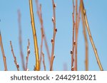 Fluffy catkins on pussy willow branch against blue sky. Tree branches with catkins against bright blue sky. Orthodox symbol of Easter pussy willow branches with catkins.