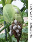 Small photo of Closeup of blighted mutant corn in garden patch