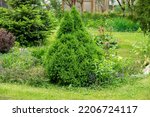 Small photo of White Spruce, Canadian Spruce or Skunk Spruce Picea glauca Moench Voss 'Oregon Blue' with conical shape and patchy blue green foliage growing in a garden
